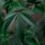 découvrez tout sur le dopage : ses effets, ses conséquences sur la santé et l'éthique du sport. informez-vous sur les différentes substances, les tests, ainsi que les luttes contre cette pratique dans le monde du sport.